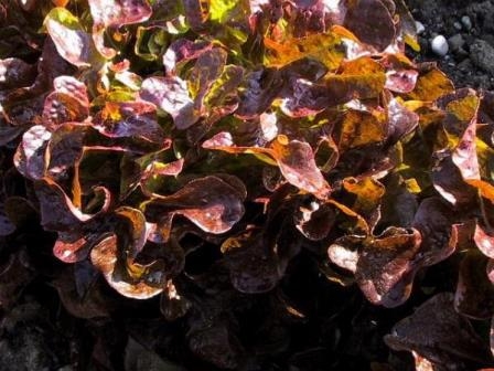 LATTUGA RED SALAD BOWL GR.50